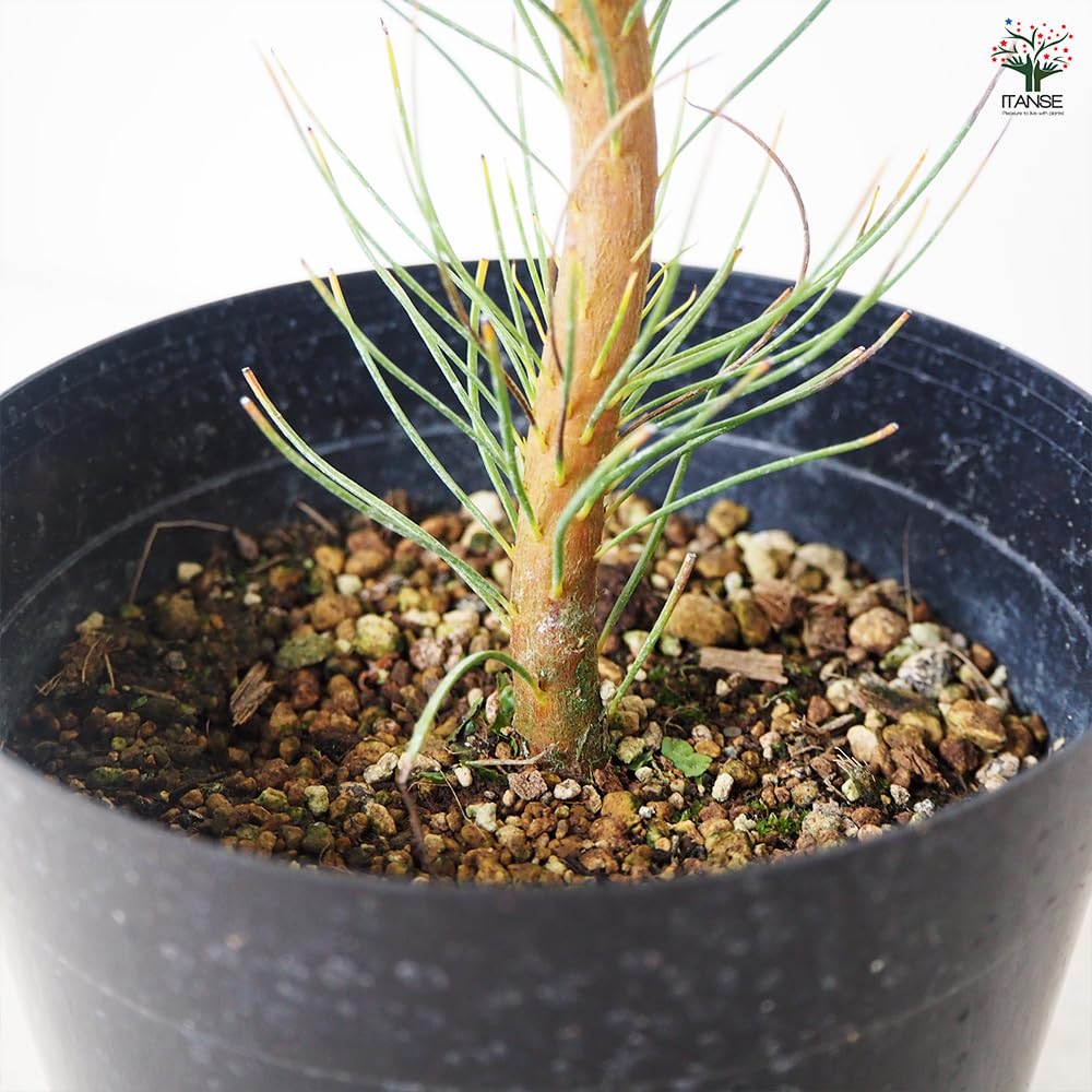 Amazon.co.jp: ITANSE オーラックス ブロンズヘイズ 5号 1